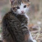 Buy Exotic Shorthair Kitten - Plush Flat-Face Teddy Bear Cat