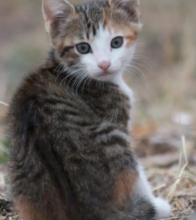 exotic shorthair kitten punjab