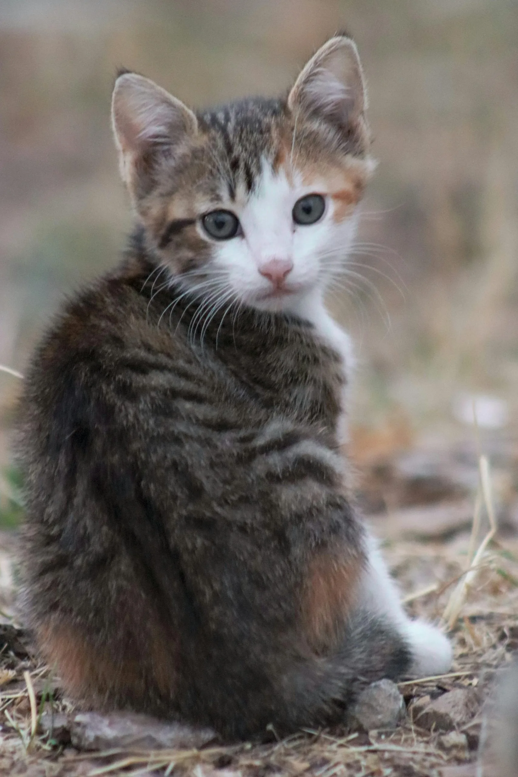 Buy Exotic Shorthair Kitten - Plush Flat-Face Teddy Bear Cat