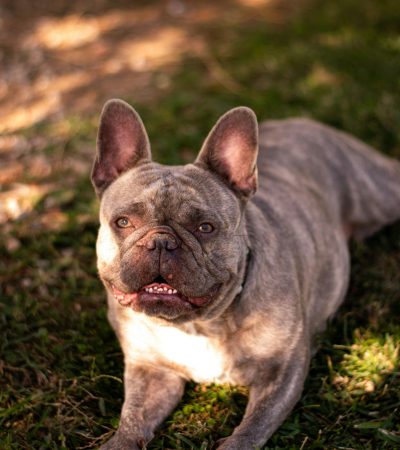 French Bulldog Puppy / Adult | Brindle Color