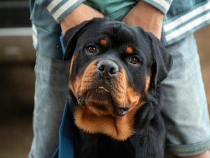Rottweiler Puppy