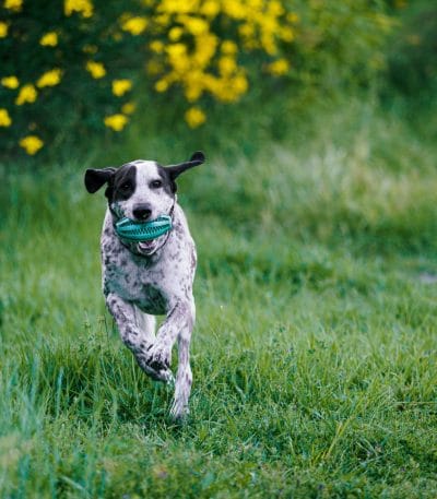 Great Dane Puppy /Adult | Black & White Color