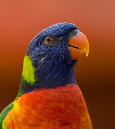 Rainbow Lorikeet