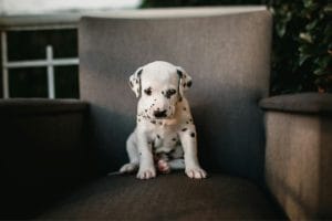 Buy Dalmatian Puppy Online - Classic White and Black Spotted Pup