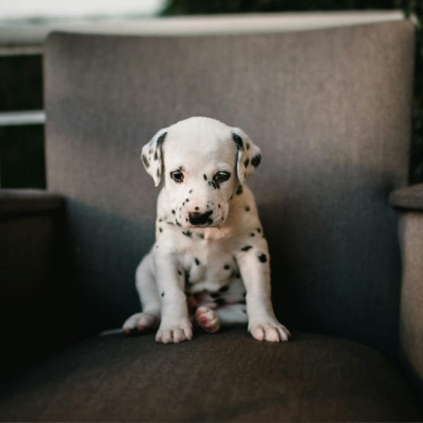Buy Dalmatian Puppy Online - Classic White and Black Spotted Pup