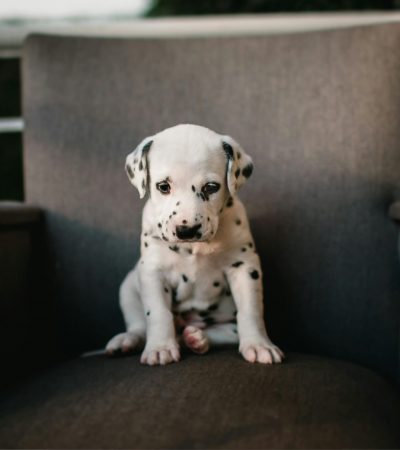 black and white dalmatian punjab