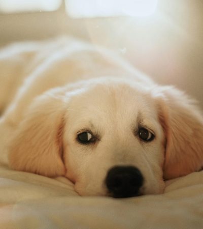 fawn labrador punjab