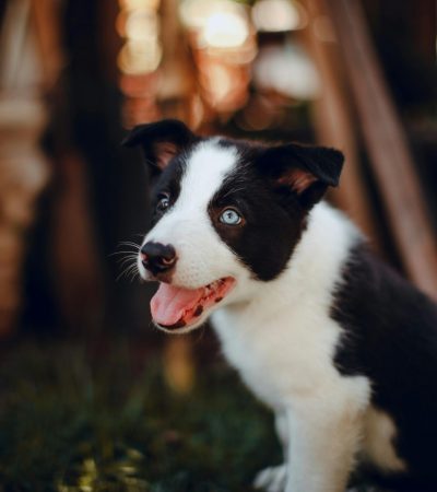 black and white border collie puppy punjab