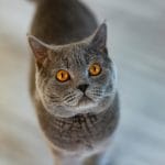 Buy British Shorthair Kitten - Plush Blue Round Faced Cat