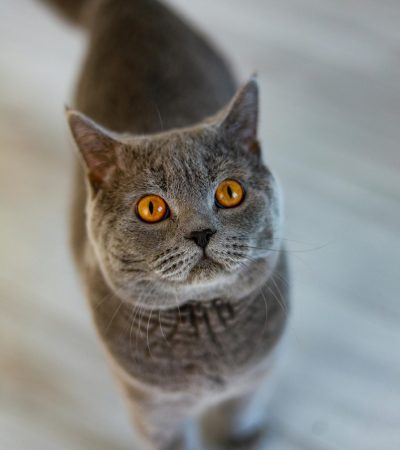 british shorthair kitten punjab