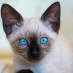 Siamese Kitten/Adult