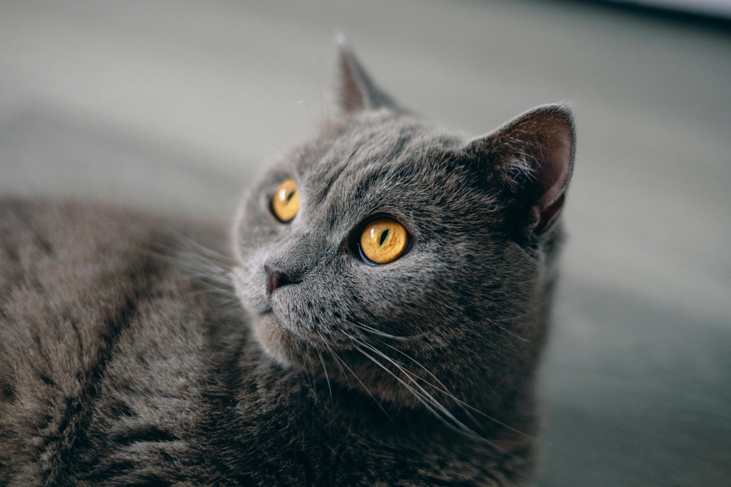 British short Hair Cat Kitten/Adult