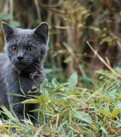 russian blue kitten punjab