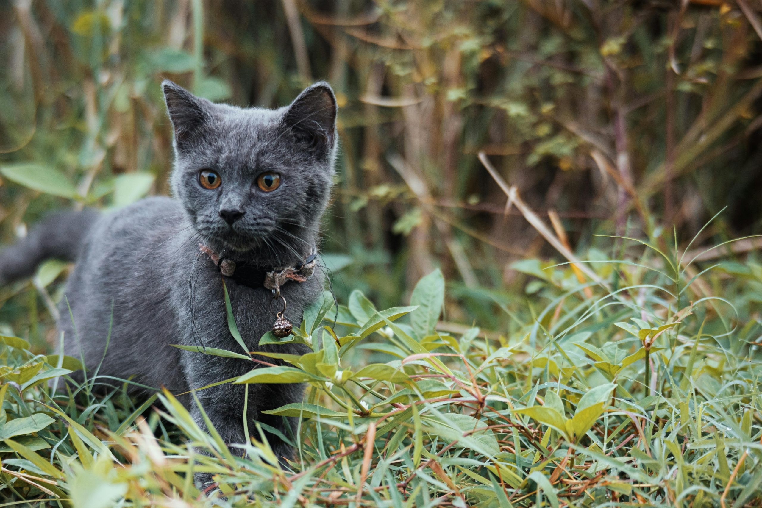 Buy Russian Blue Kitten - Plush Silver-Tipped Blue Fur
