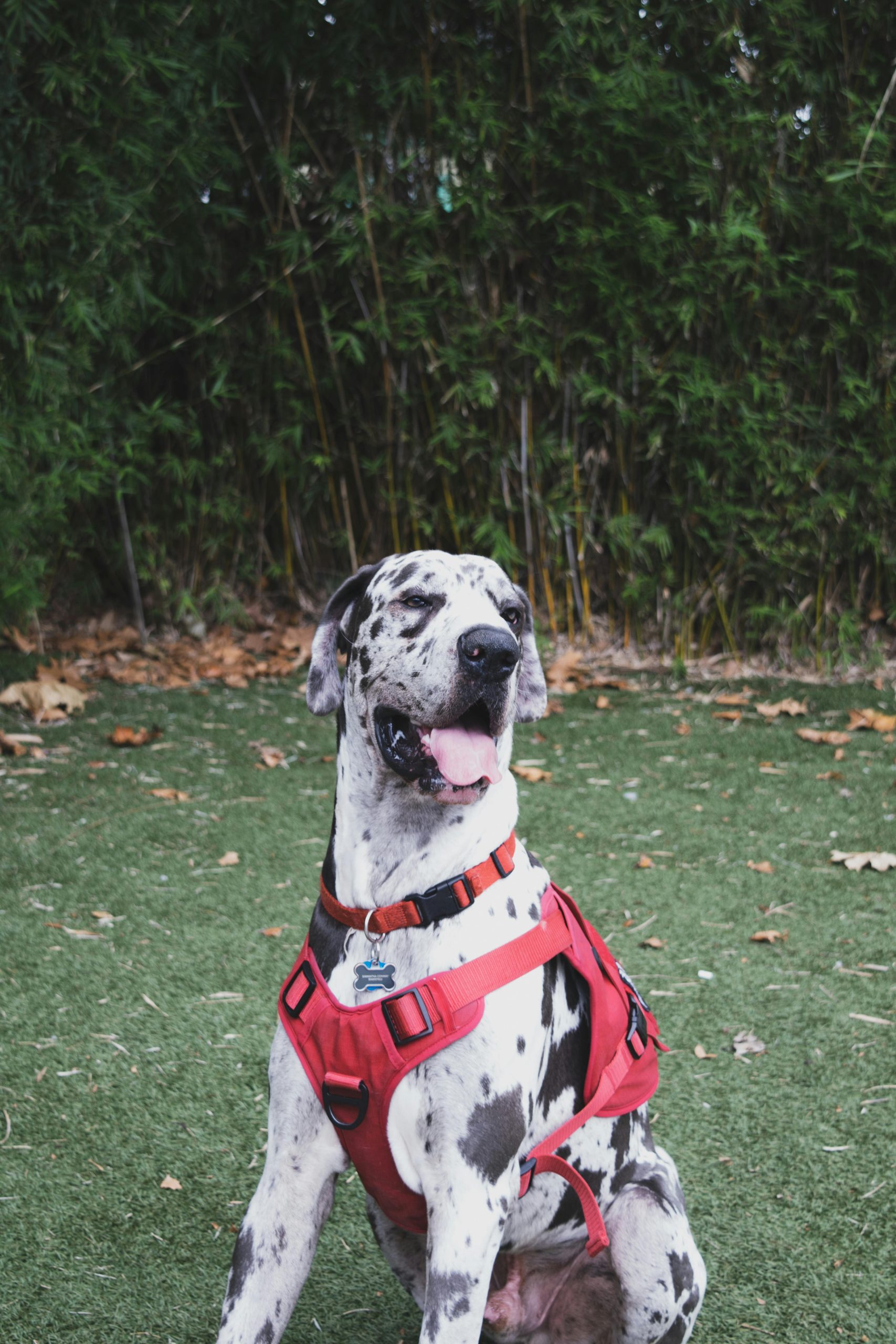 Great Dane Puppy /Adult | Harlequin Color
