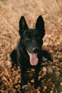 German Shepherd Black