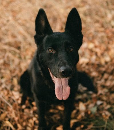 German Shepherd Black