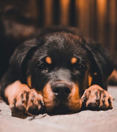 rottweiler puppy punjab