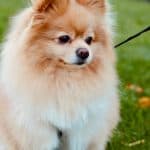 Pomeranian Puppy /Adult | White & Brown Color