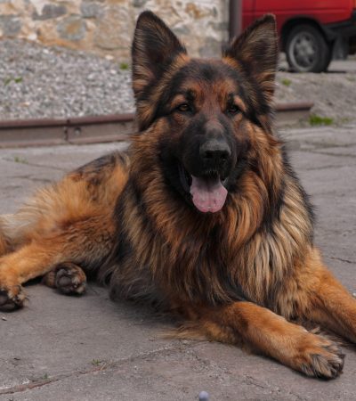 red and black german shepherd puppy punjab
