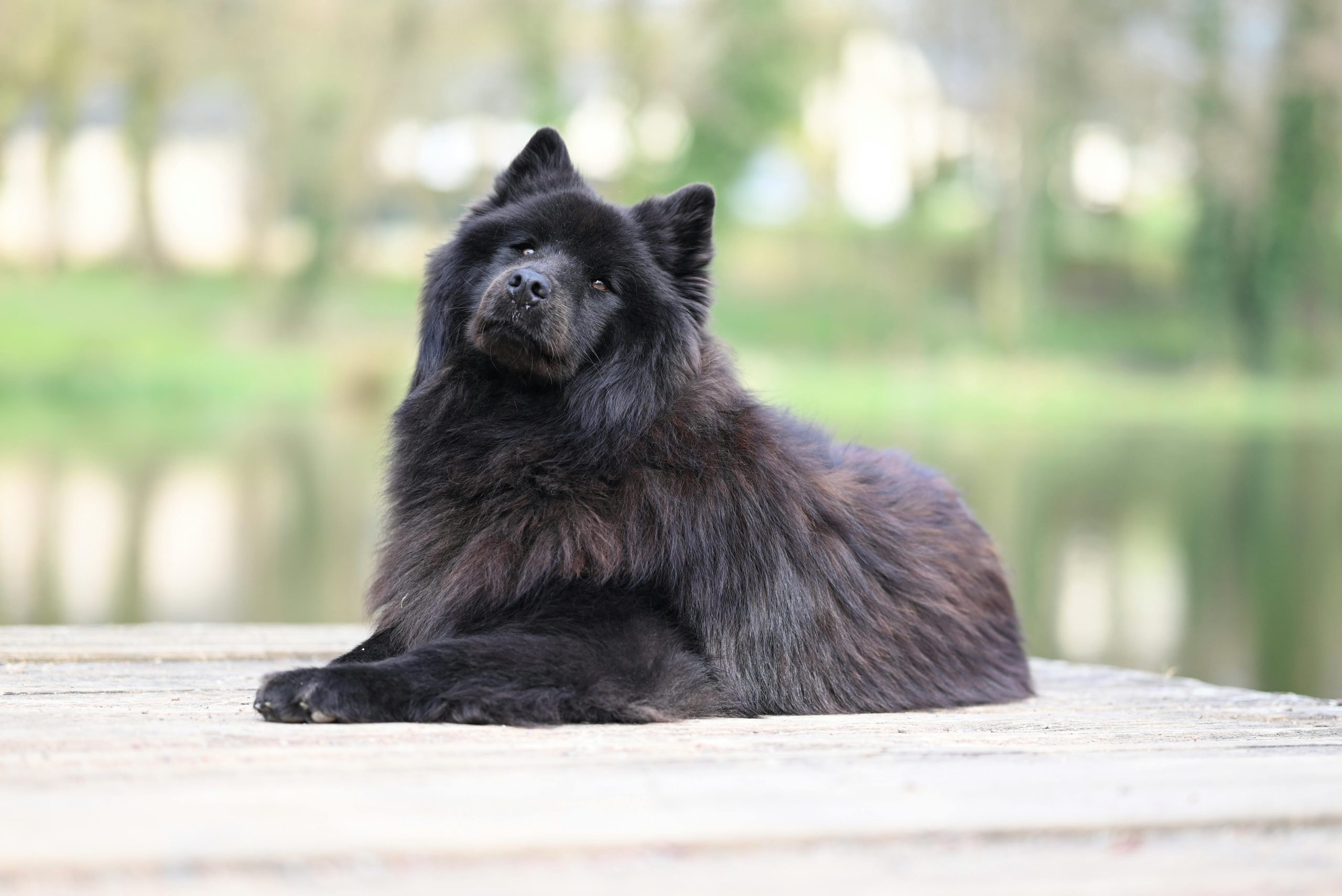 Chow Chow Puppy & Adult | Black Color