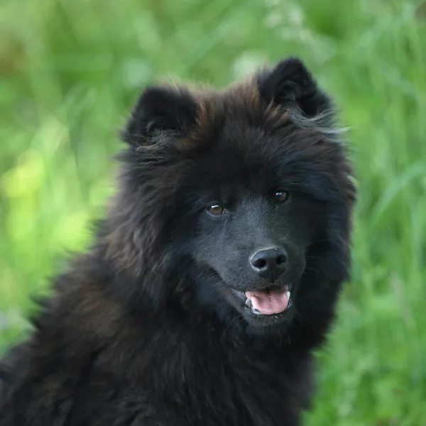 Buy Black Chow Chow Puppy - Solid Midnight Black Lion Dog