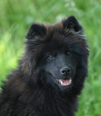 Buy Black Chow Chow Puppy - Solid Midnight Black Lion Dog