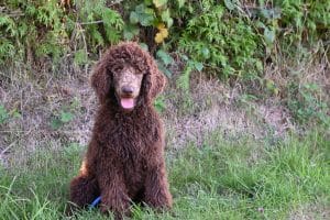 Standard Poodle Puppy