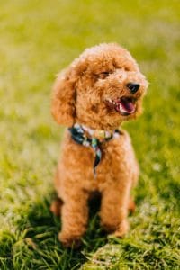 Toy Poodle Price Bhopal - Healthy Curly Puppy for Sale