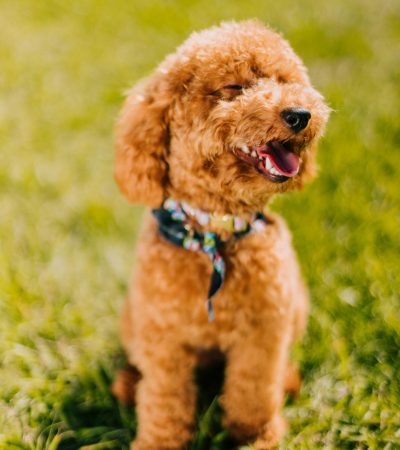 toy poodle punjab