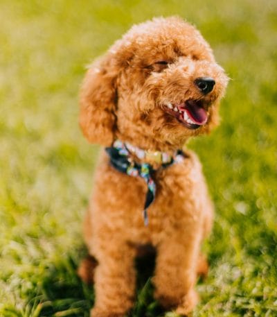 Toy Poodle Price Bhopal - Healthy Curly Puppy for Sale