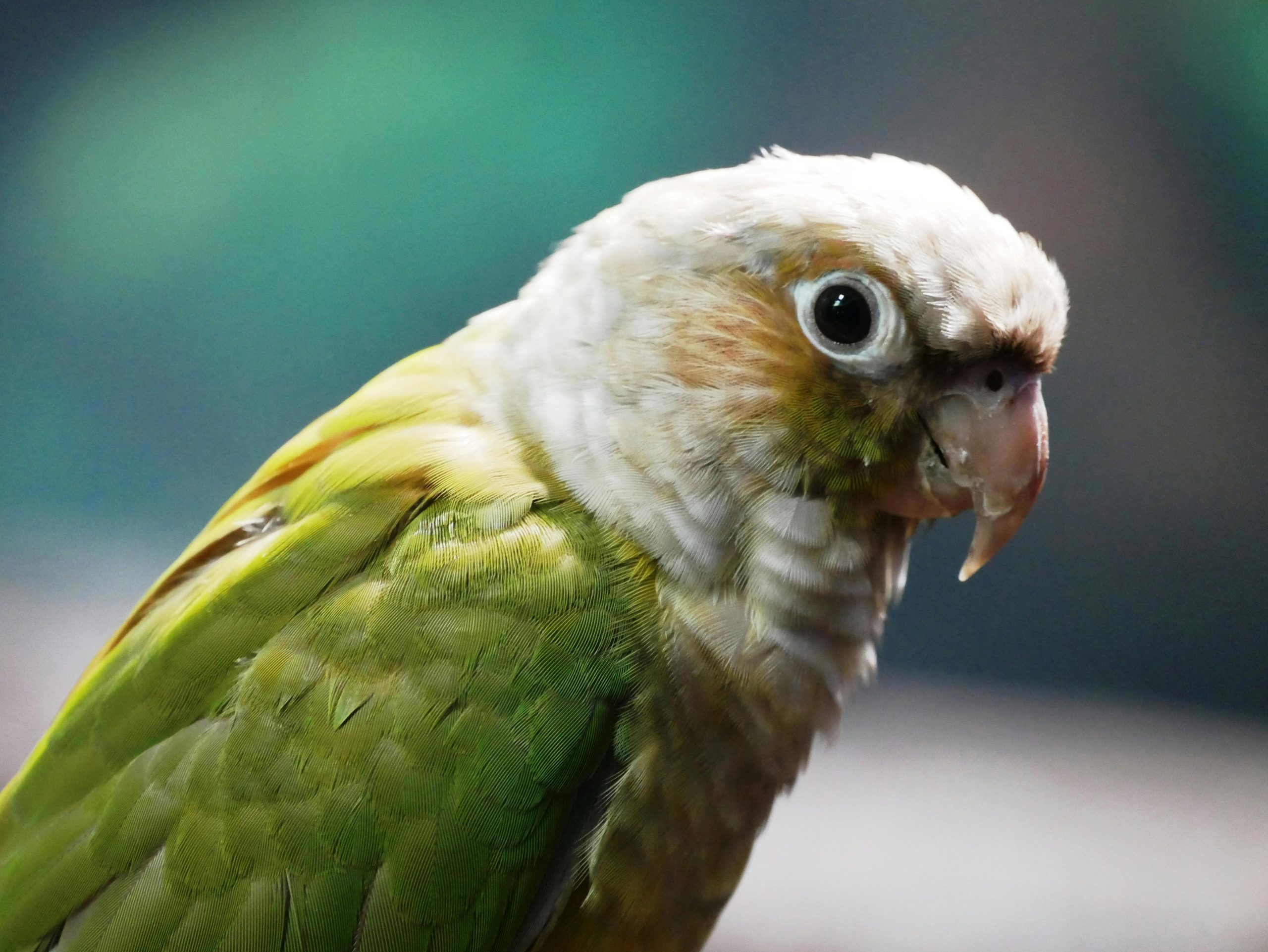 Buy Green Cheek Conure Pair - Classic Green and Maroon Tail Birds