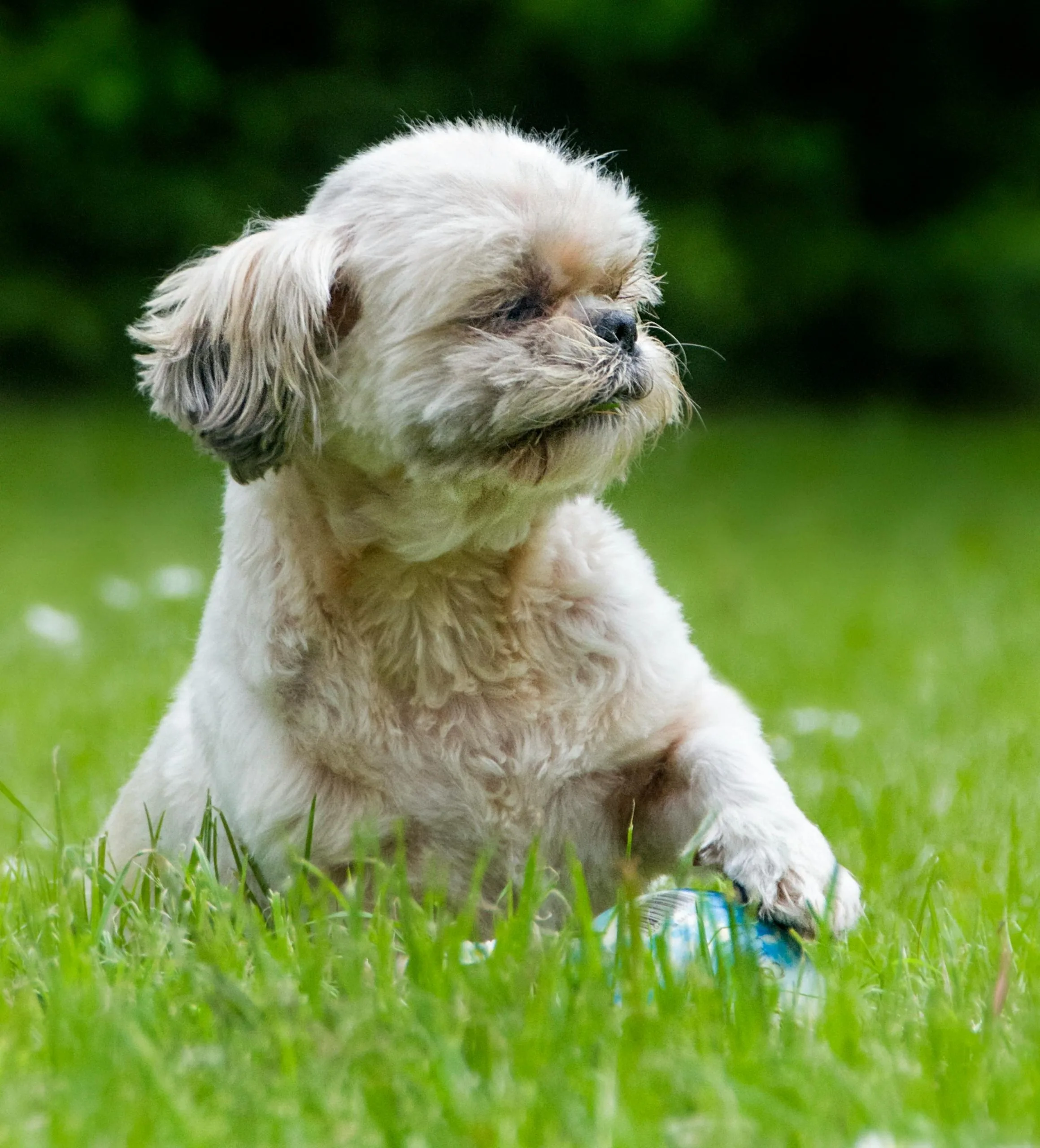 Shih Tzu | White | Puppy