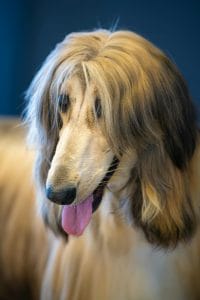 Buy Gold Afghan Hound Puppy - Silky Sun-Kissed Golden Pup