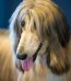 Buy Gold Afghan Hound Puppy - Silky Sun-Kissed Golden Pup