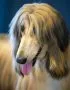 Buy Gold Afghan Hound Puppy - Silky Sun-Kissed Golden Pup