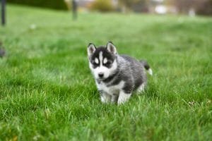 Buy Siberian Husky Bhopal - Black and White Wooly Coat Puppy