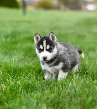 black and white siberian husky punjab