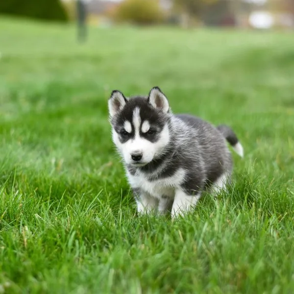 Buy Siberian Husky Bhopal - Black and White Wooly Coat Puppy