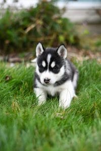 Siberian Husky - Black & White