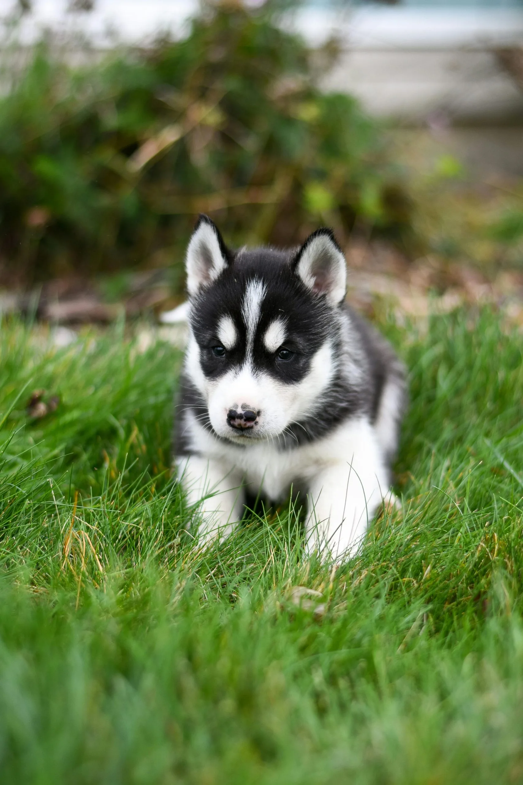 Siberian Husky - Black & White