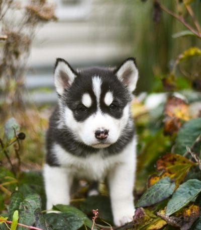 Siberian Husky Dog Bhopal - Black and White Puppy with Brown Eyes for Sale