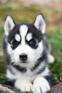 Blue Eyed Husky Bhopal - Black and White Standard Coat Puppy for Sale