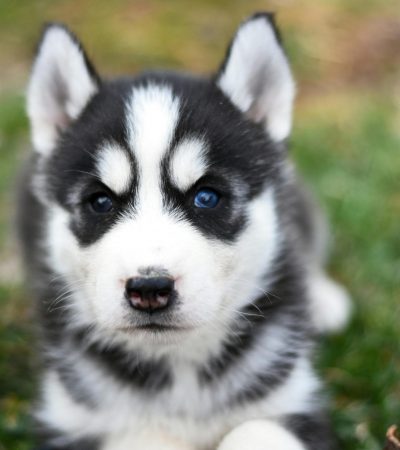 black and white blue eyed husky punjab