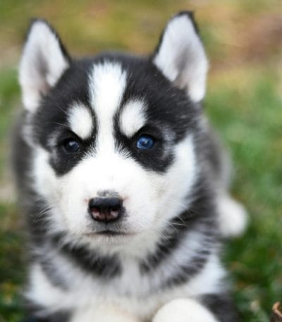 Blue Eyed Husky Bhopal - Black and White Standard Coat Puppy for Sale