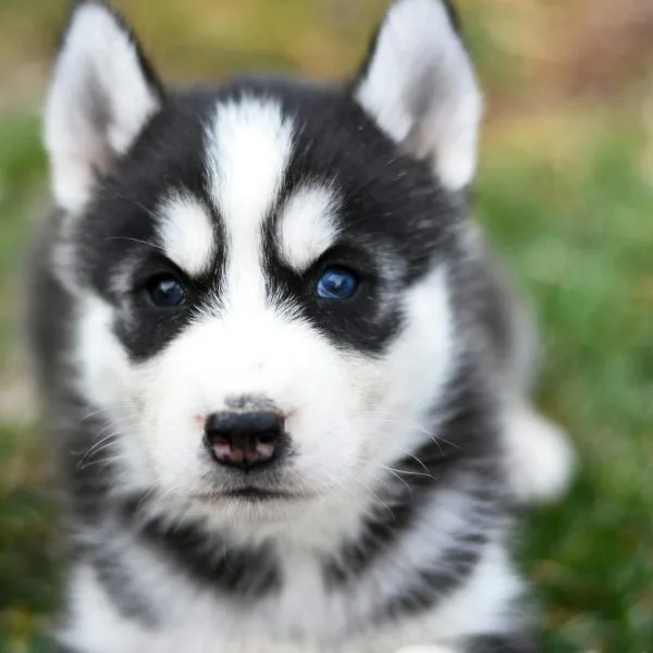 Blue Eyed Husky Bhopal - Black and White Standard Coat Puppy for Sale