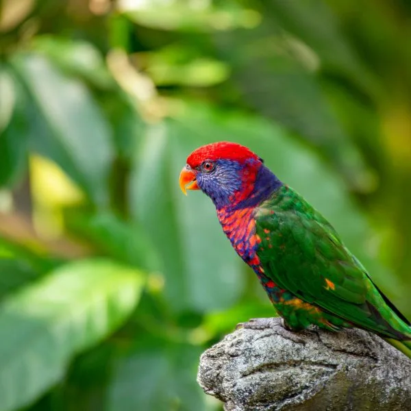 Buy Red-collared Lorikeet - Vibrant Blue and Orange Parrot
