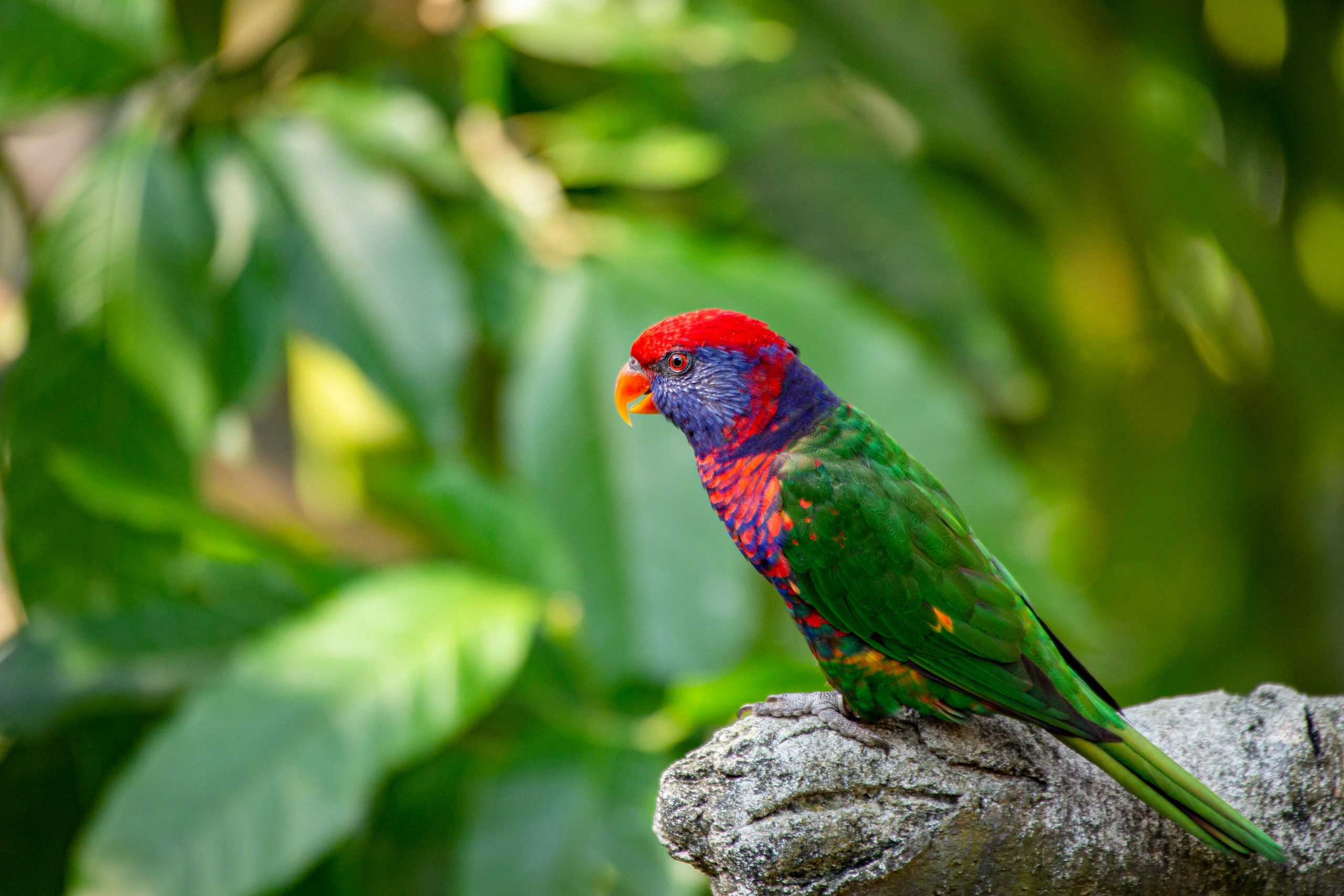 Buy Red-collared Lorikeet - Vibrant Blue and Orange Parrot
