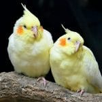 Buy Lutino Cockatiel Pair - Radiant Yellow Bird with Red Eyes