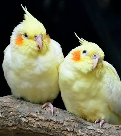 lutino cockatiel pair punjab
